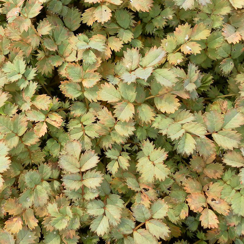 Acaena - akeenat