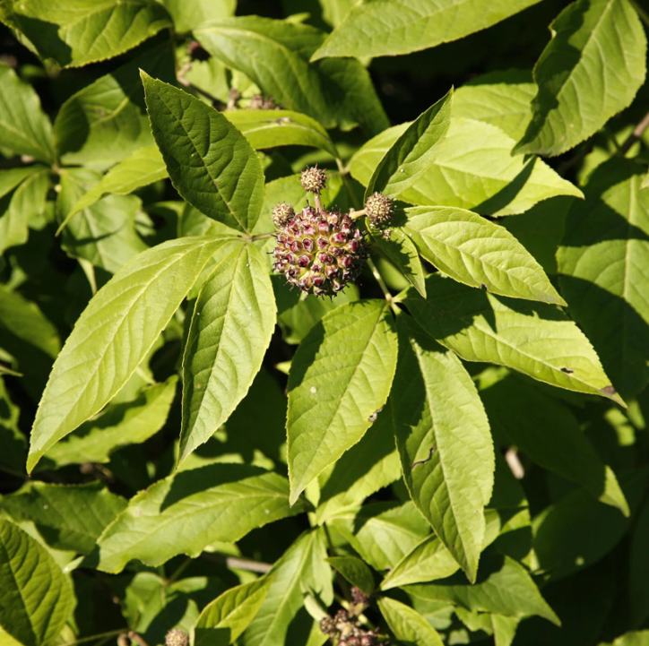 Aralehdet - Acanthopanax, Eleutherococcus