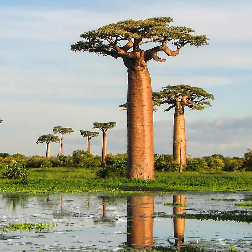Adansonia - apinanleipäpuut