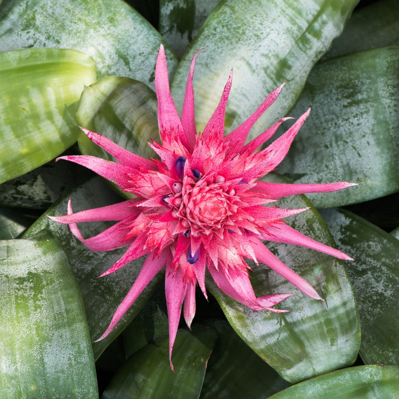 Aechmea - huiskuananakset