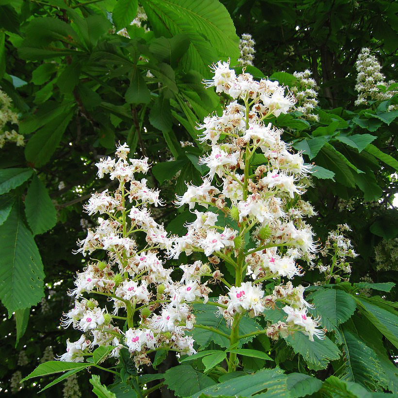 Aesculus - Hevoskastanja