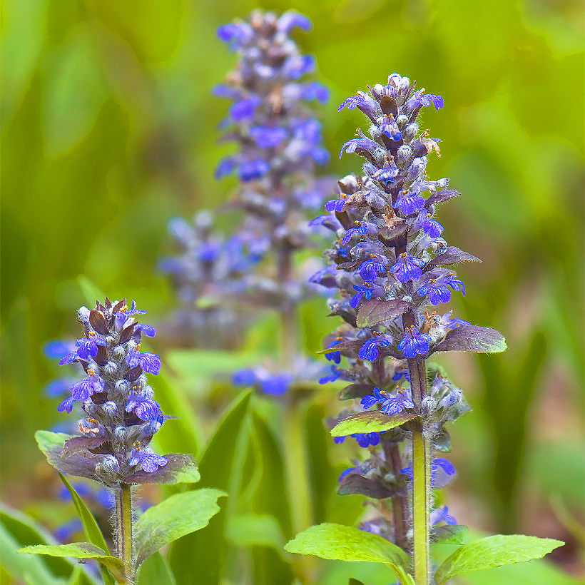 Ajuga - akankaalit