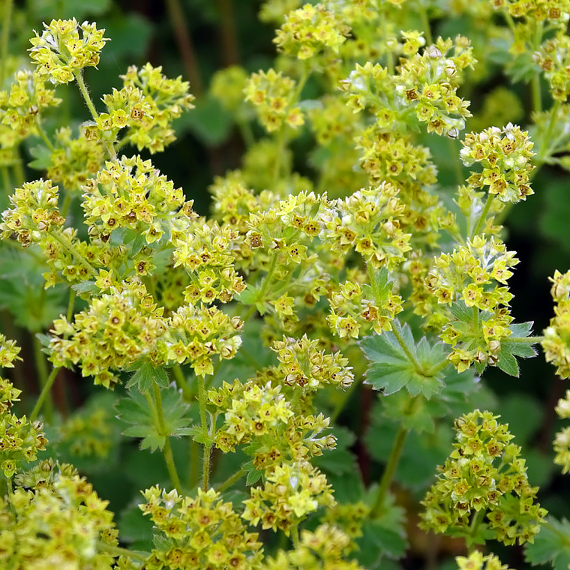 Alchemilla - Poimulehdet