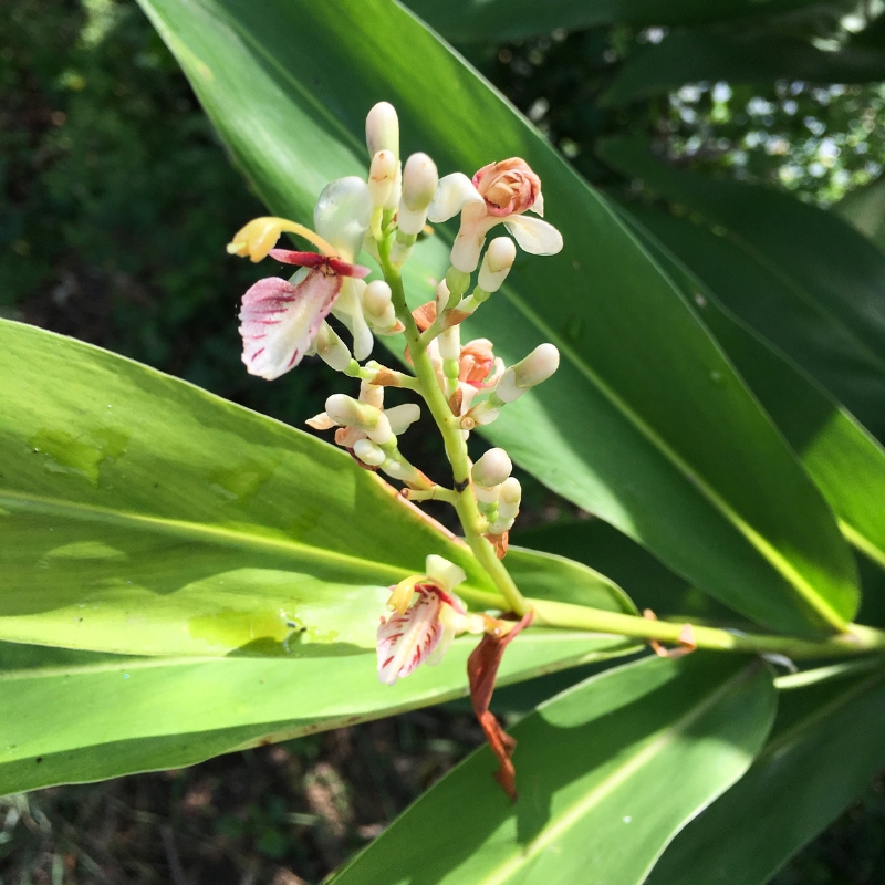 Alpinia - galangajuuret