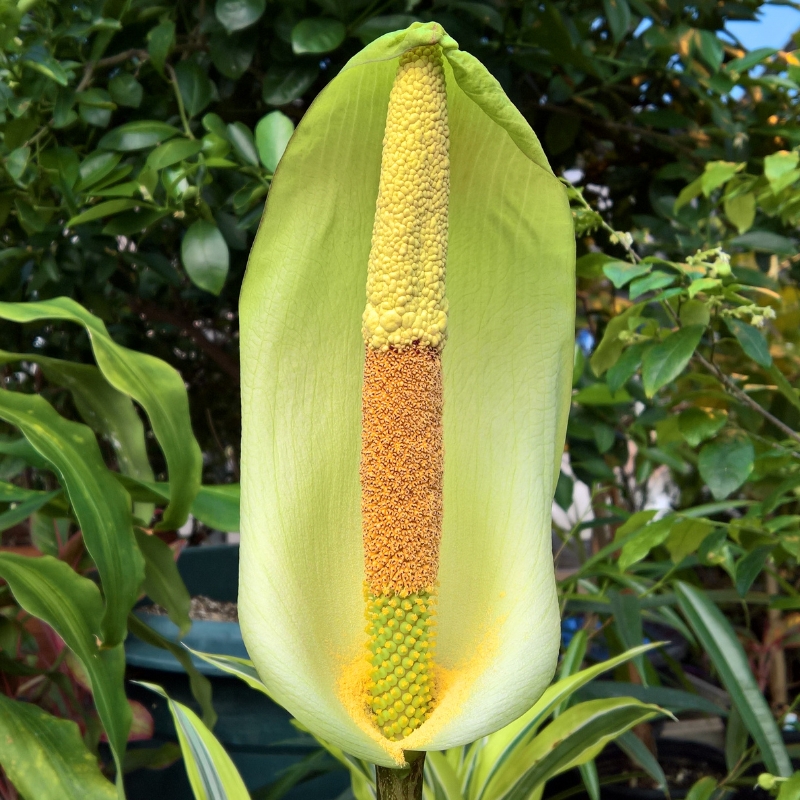 Amorphophallus
