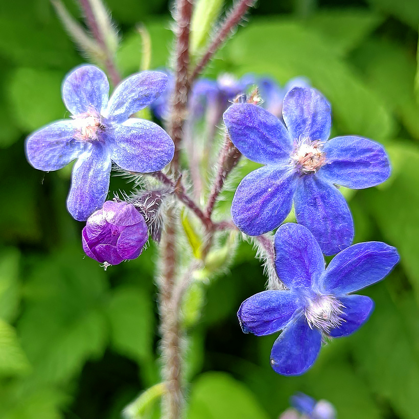 Anchusa - isorastit