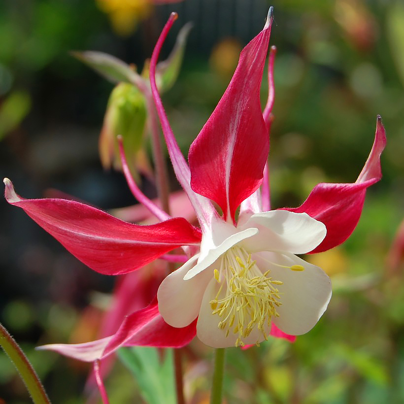 Akileijat - Aquilegia