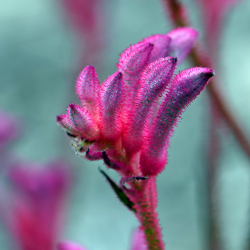 Anigozanthos - kenguruntassut