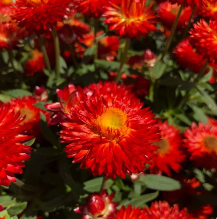 Bracteantha, Helichrysum, Xerochrysum - Immortelles