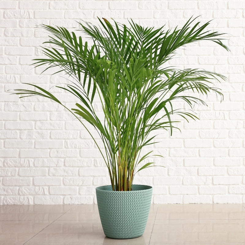 Areca - betelpalmut