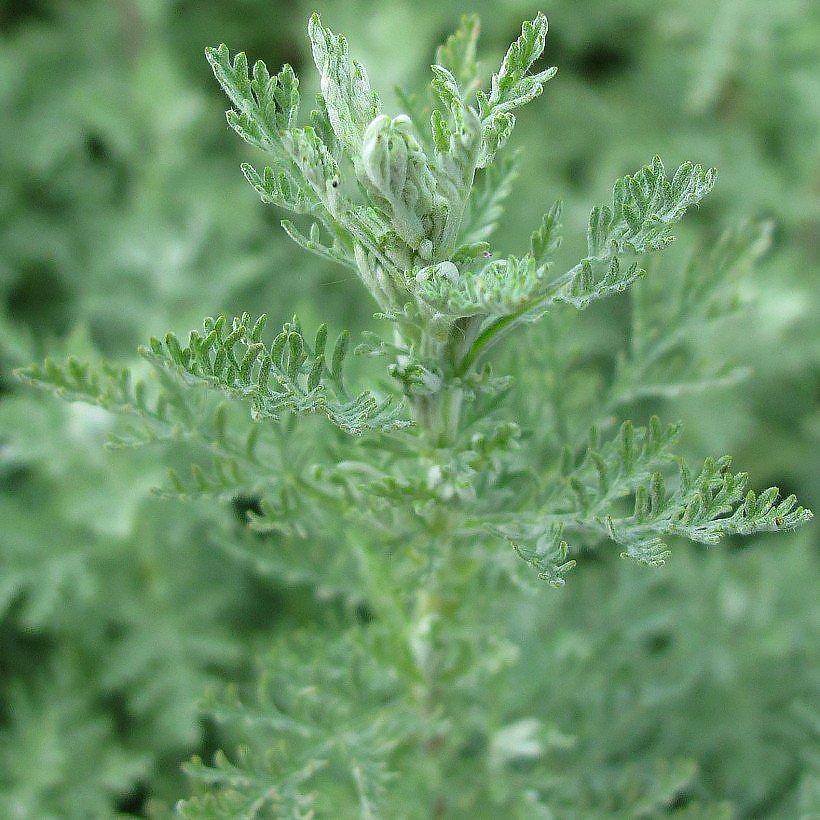 Maruna - Artemisia