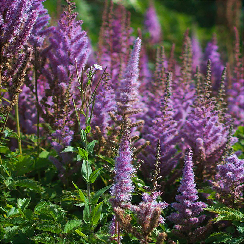 Violettikukkaiset jaloangervot