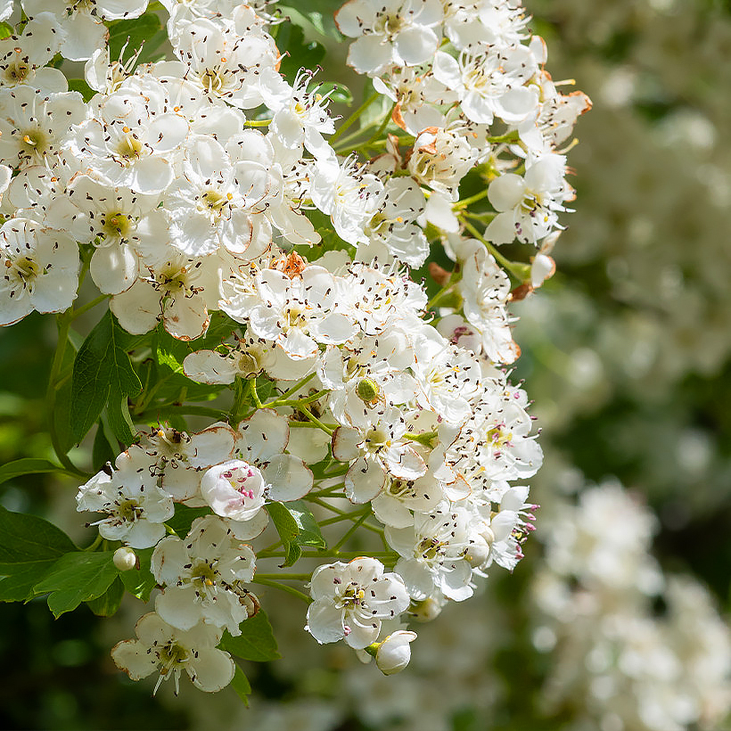 Orapihlajat - Crataegus