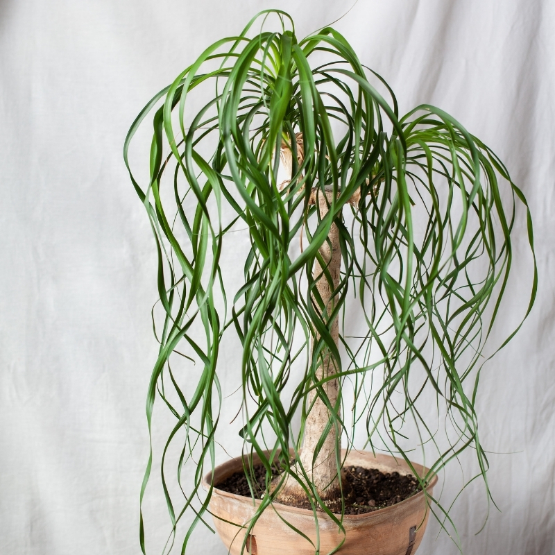 Beaucarnea - pullojukat