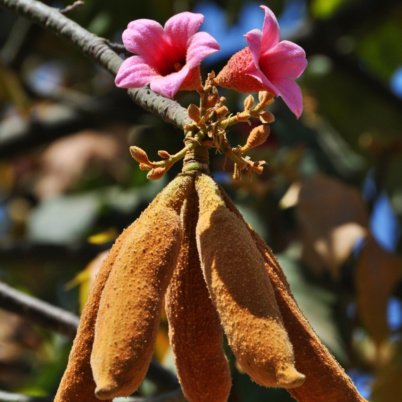Brachychiton - pullopuut