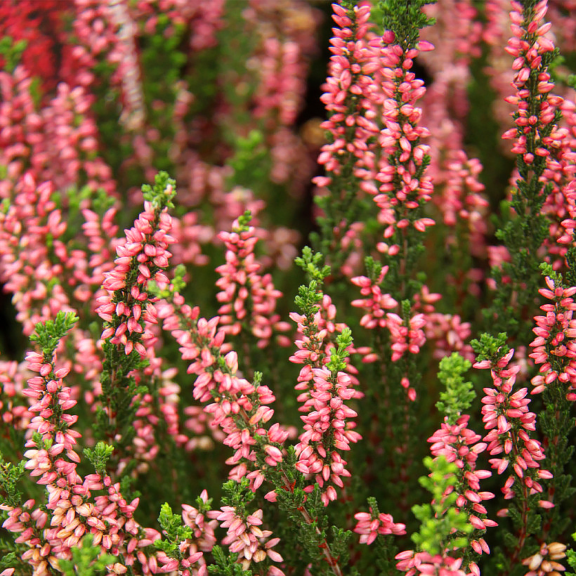 Kanervat - Calluna