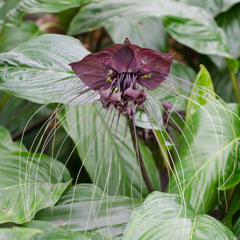 Bulbes d'été à fleurs noires
