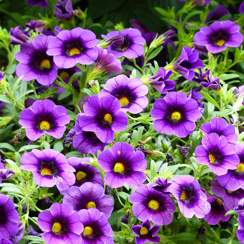 Calibrachoa - Mini-pétunias