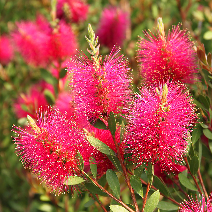 Callistemon - lamppuharjat
