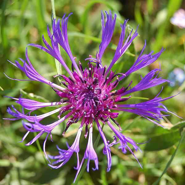 Centaurea - kaunokit