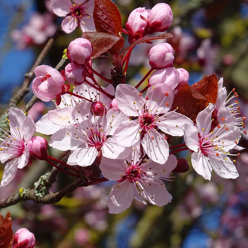 Koristekirsikat - Prunus