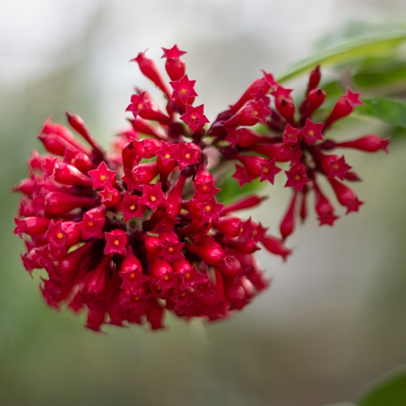 Cestrum