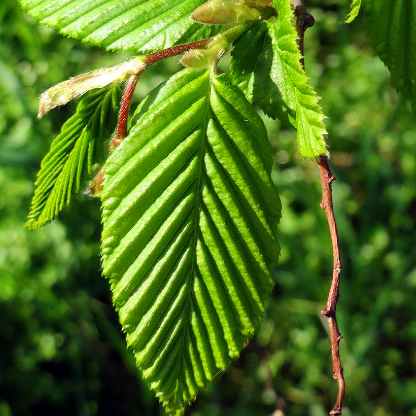 Valkopyökit - Carpinus