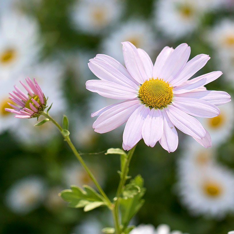 Chrysanthemum - Krysanteemit