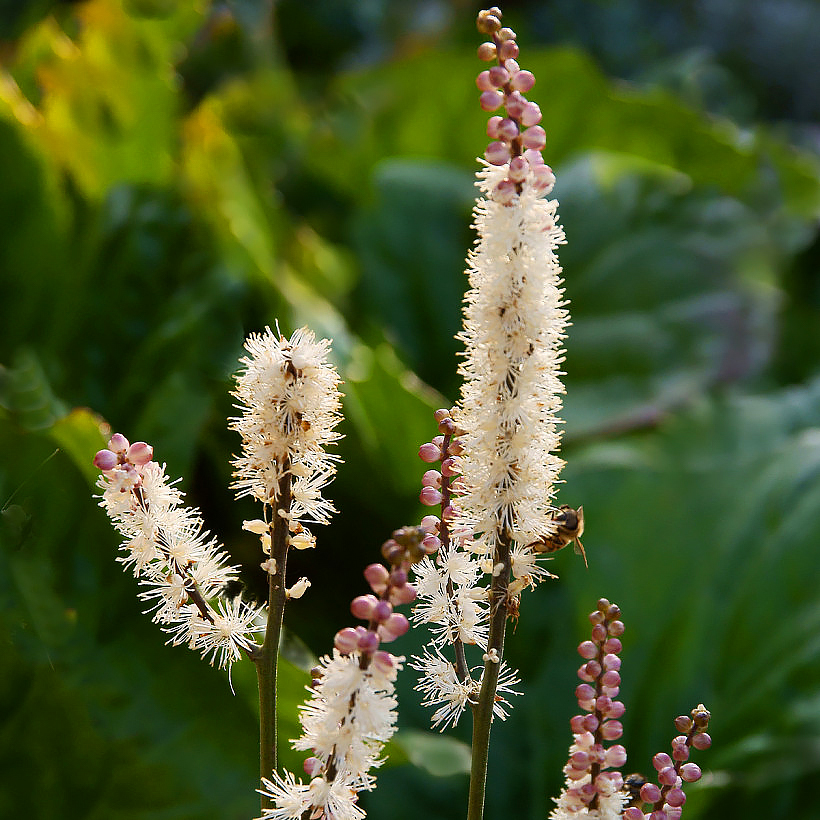 Cimicifuga, Actaea - kimikit
