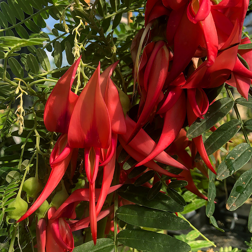 Clianthus - papukaijannokka