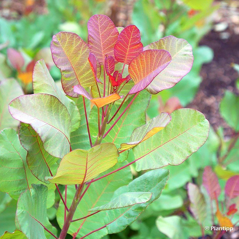 Cotinus - Peruukkipensas