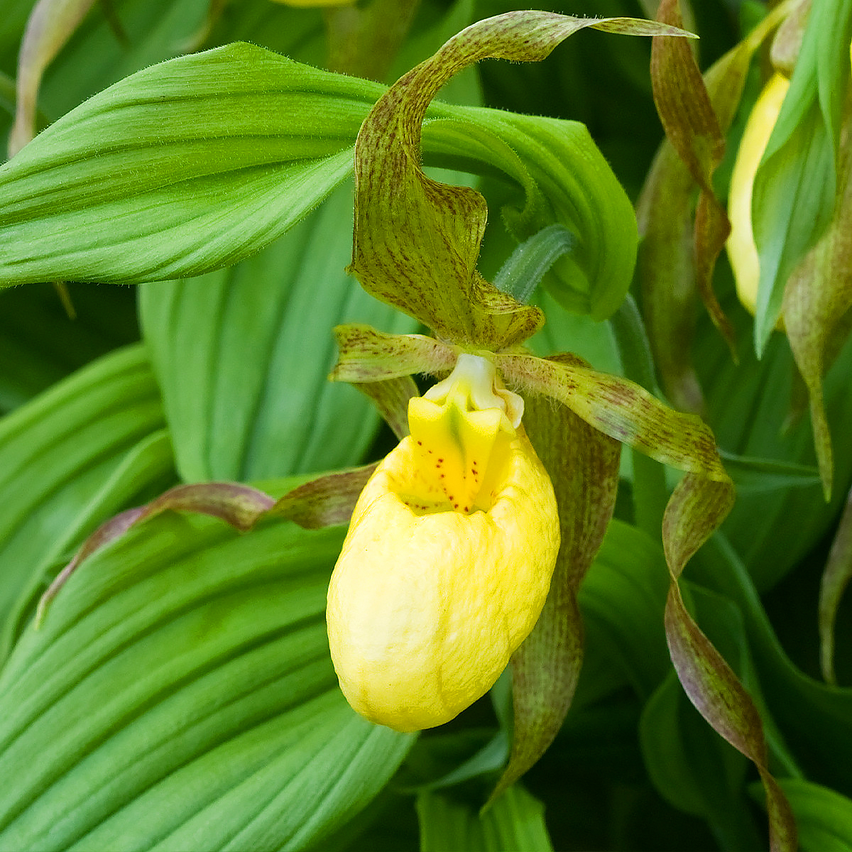 Cypripedium - tikankontit