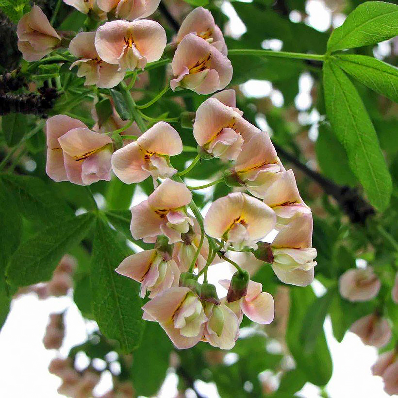 Kultasateet - Laburnum