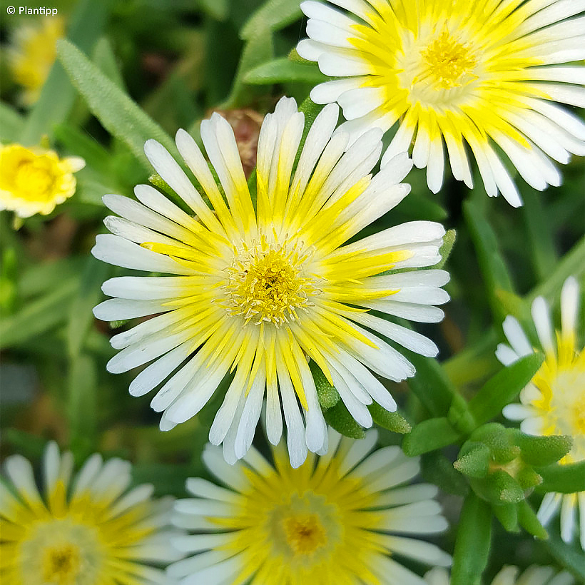 Delosperma - piikkipäivikit