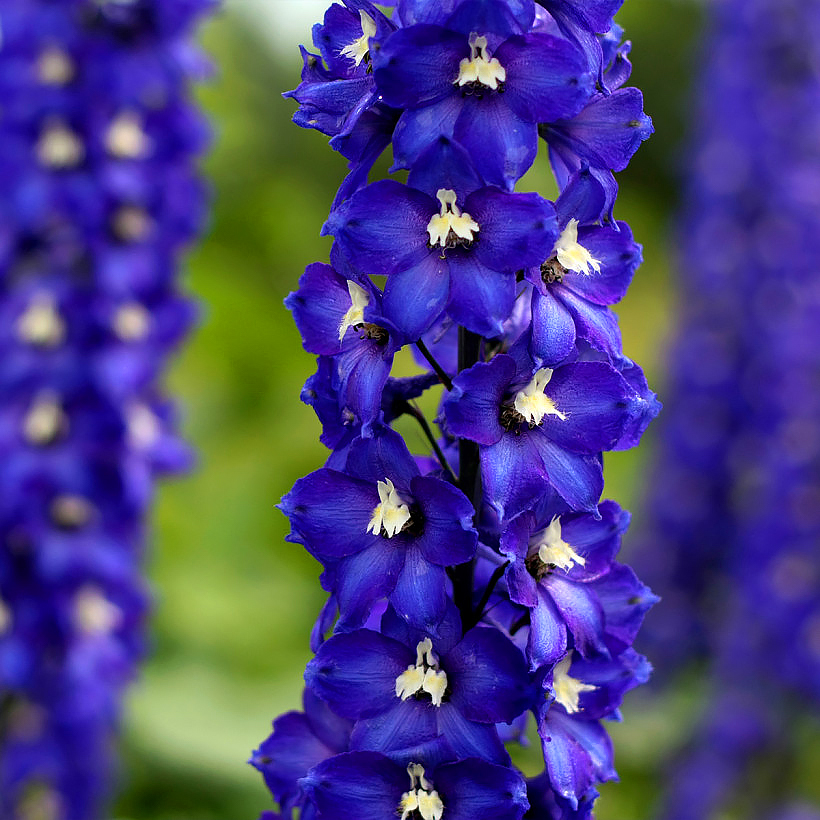 Delphinium - Ritarinkannukset