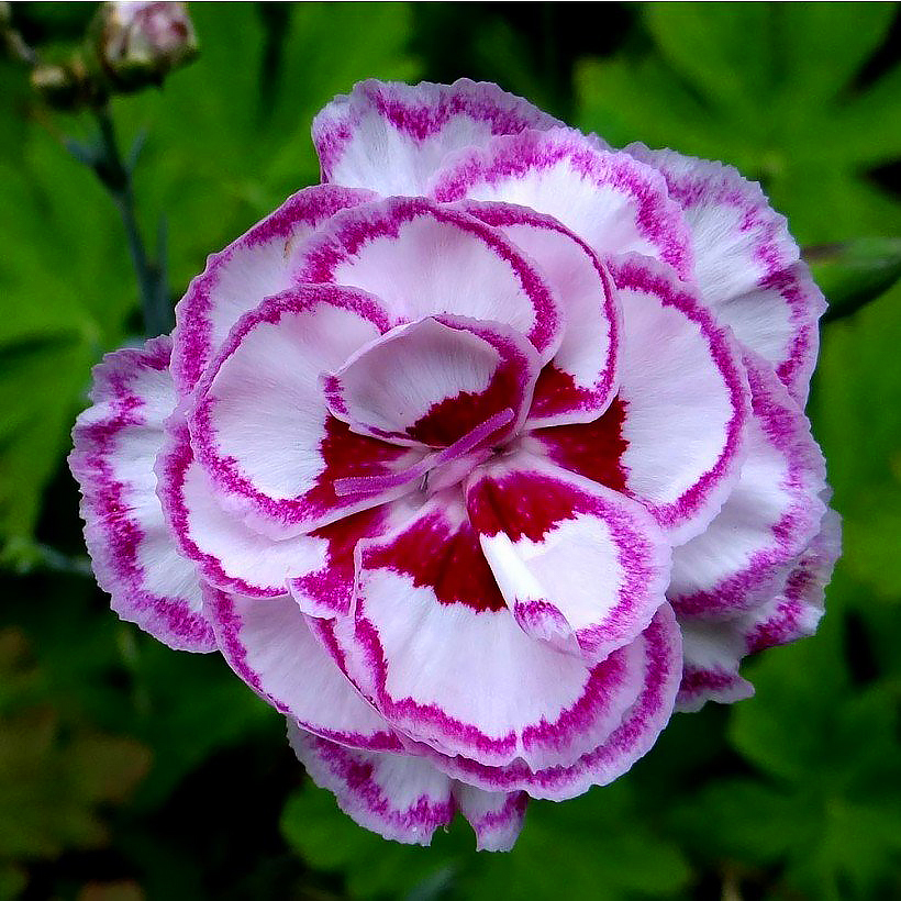 Dianthus - Neilikat