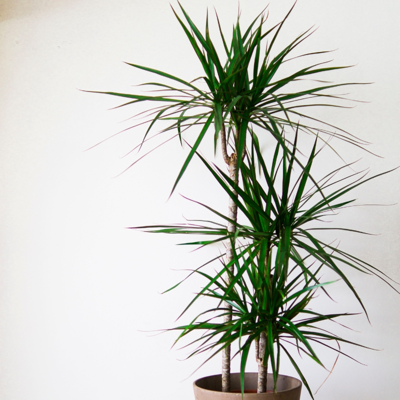 Dracaena - traakkipuut