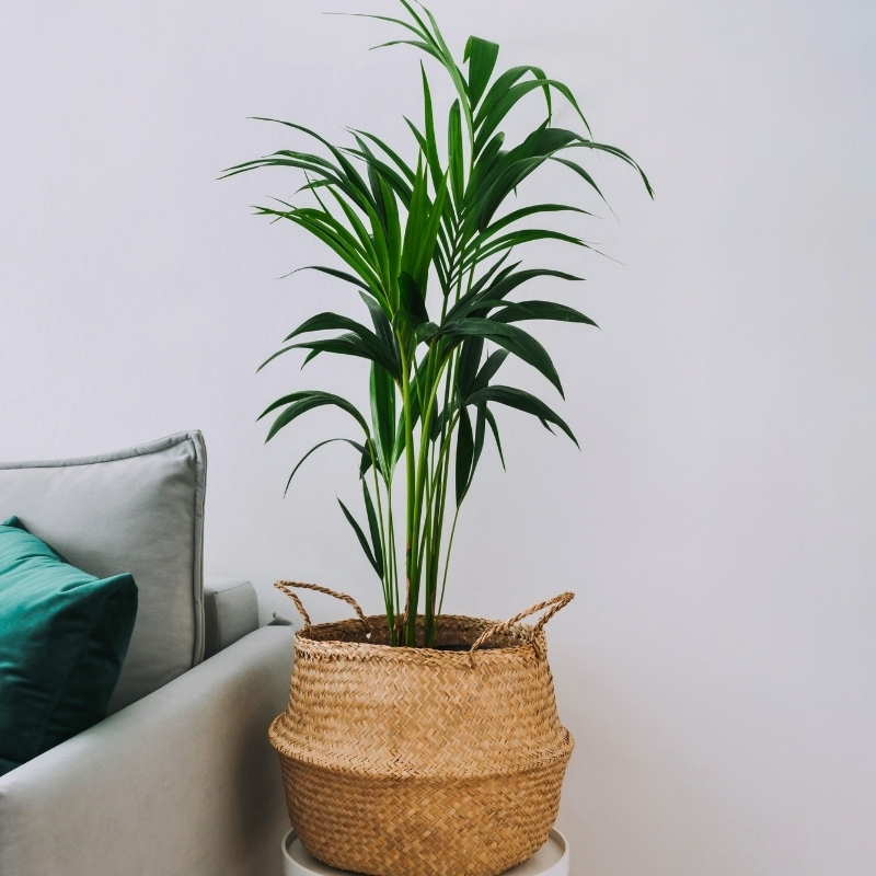 Dypsis - kolmiopalmut