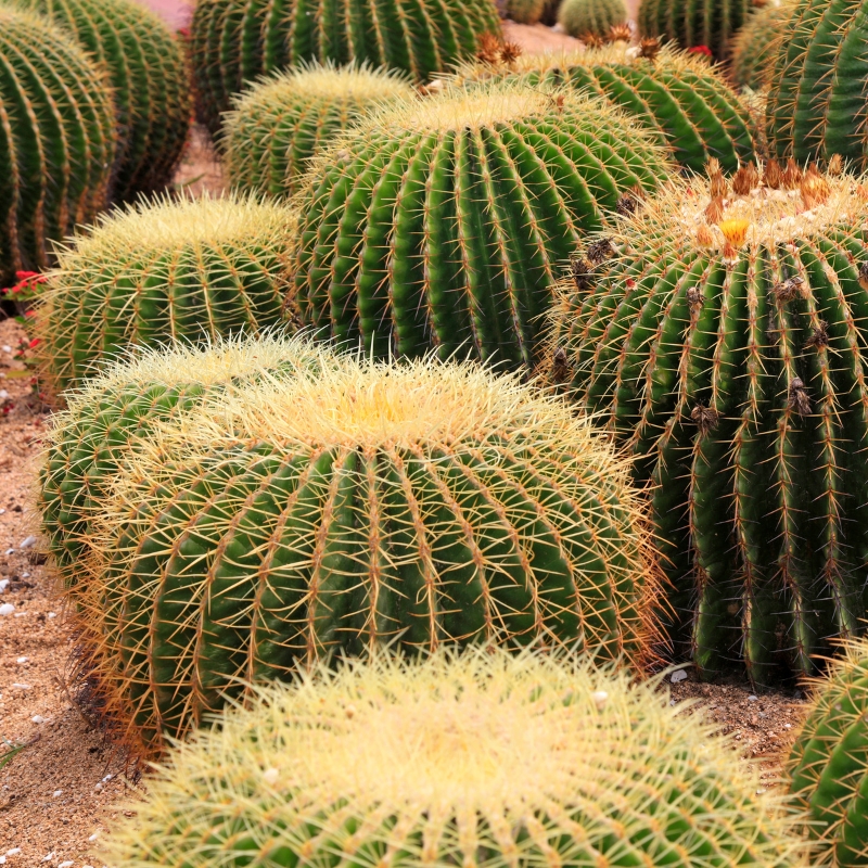 Echinocactus - kultasiilikaktus