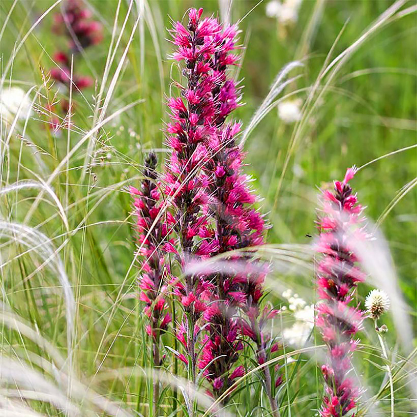 Echium - neidonkielet