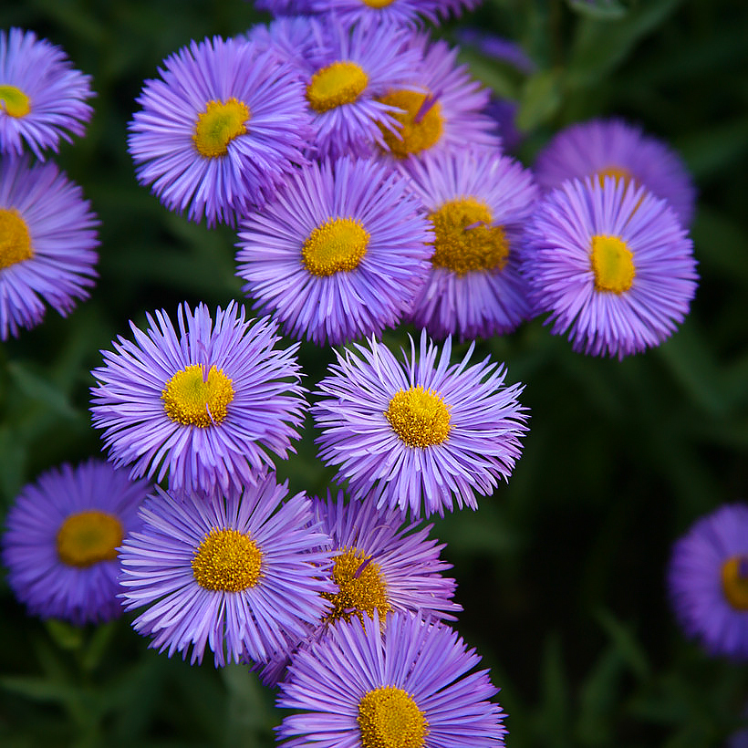 Erigeron - kallioiset