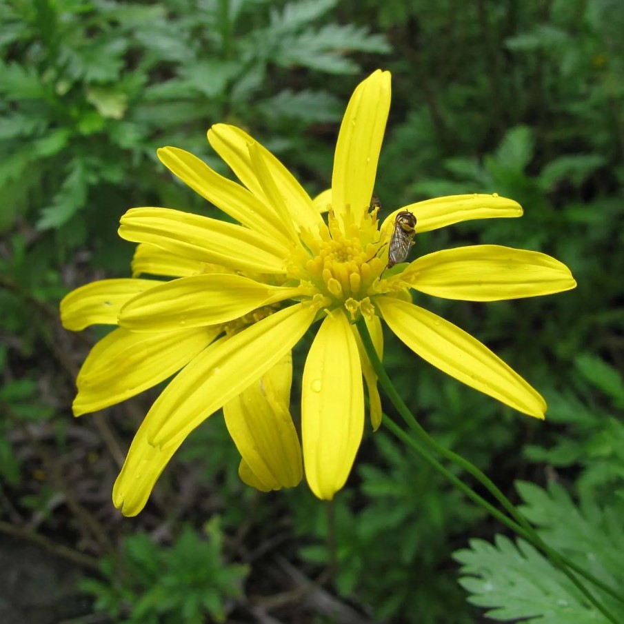 Euryops - kesämarjukka