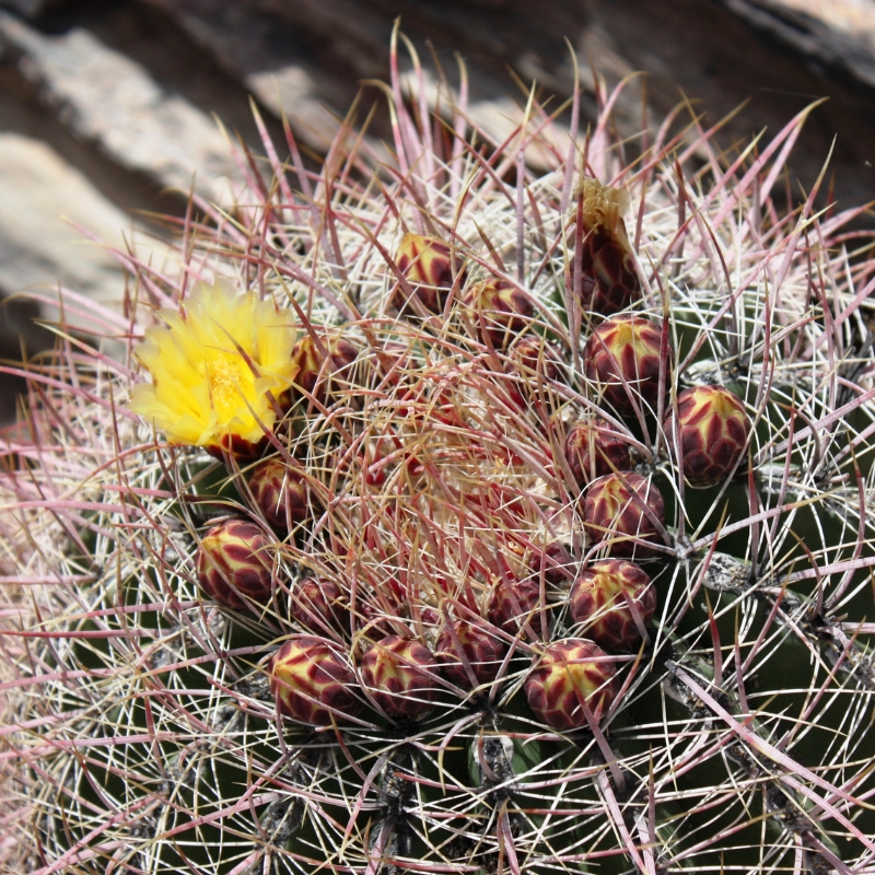 Ferocactus - rautakaktukset