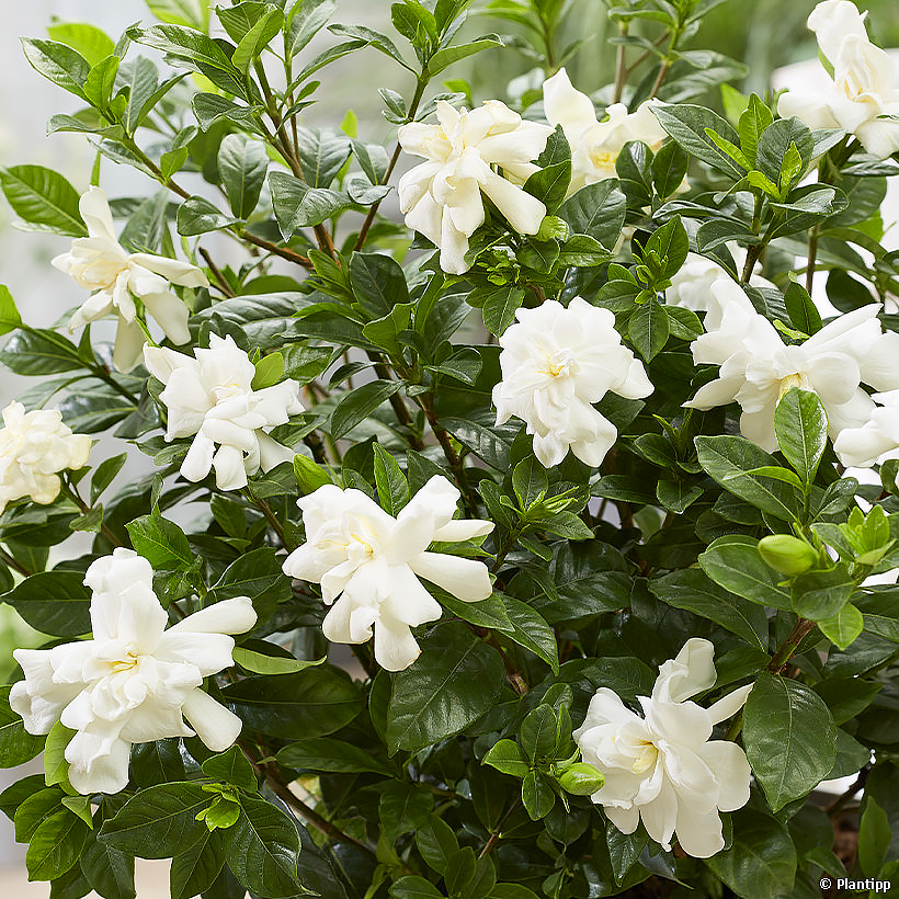 gardenia