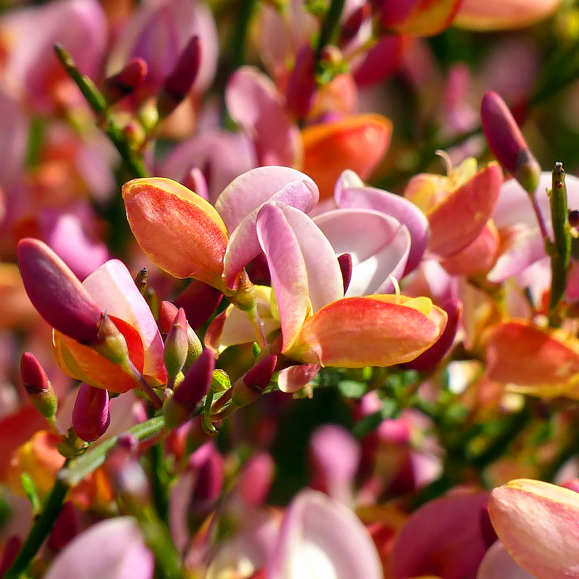 Vihmat - Cytisus, Genista, Spartium
