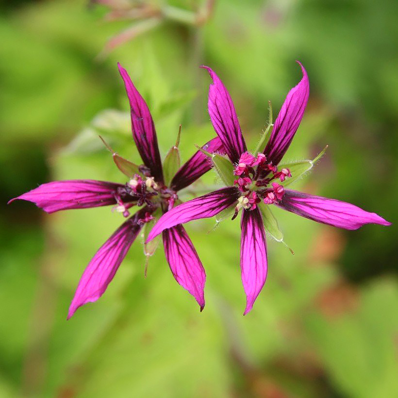Hybridikurjenpolvet