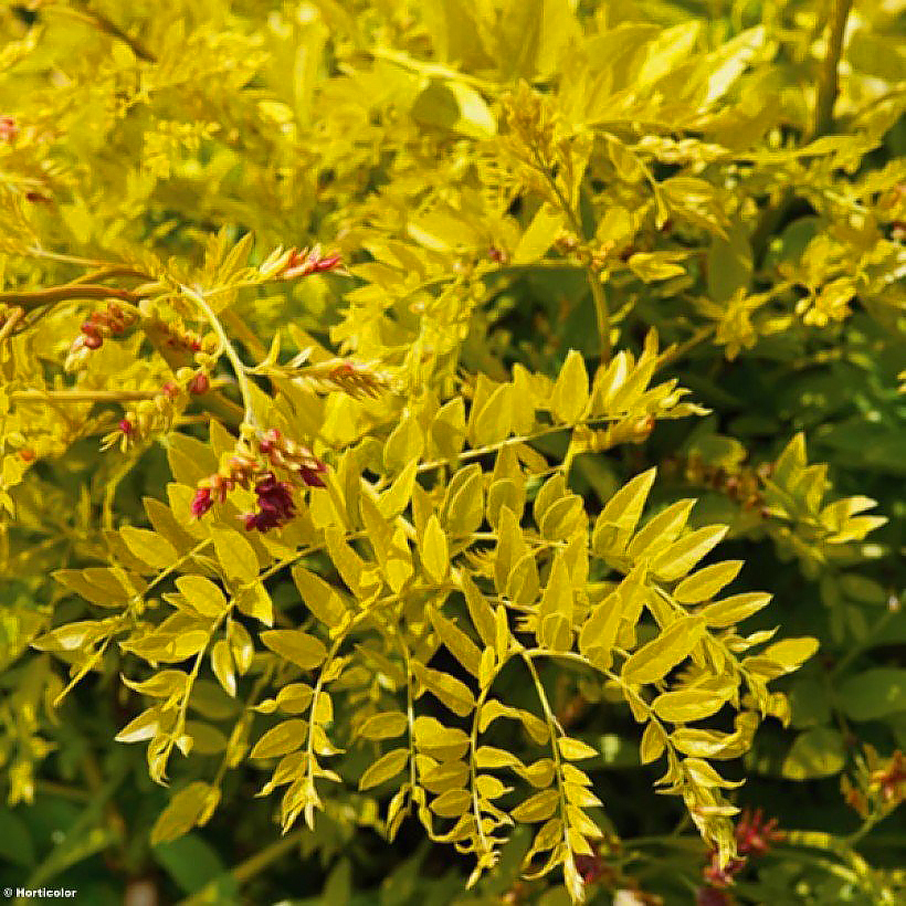 Gleditsia - kolmioat