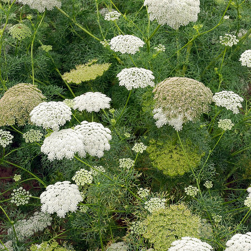 Graines d'Ammi