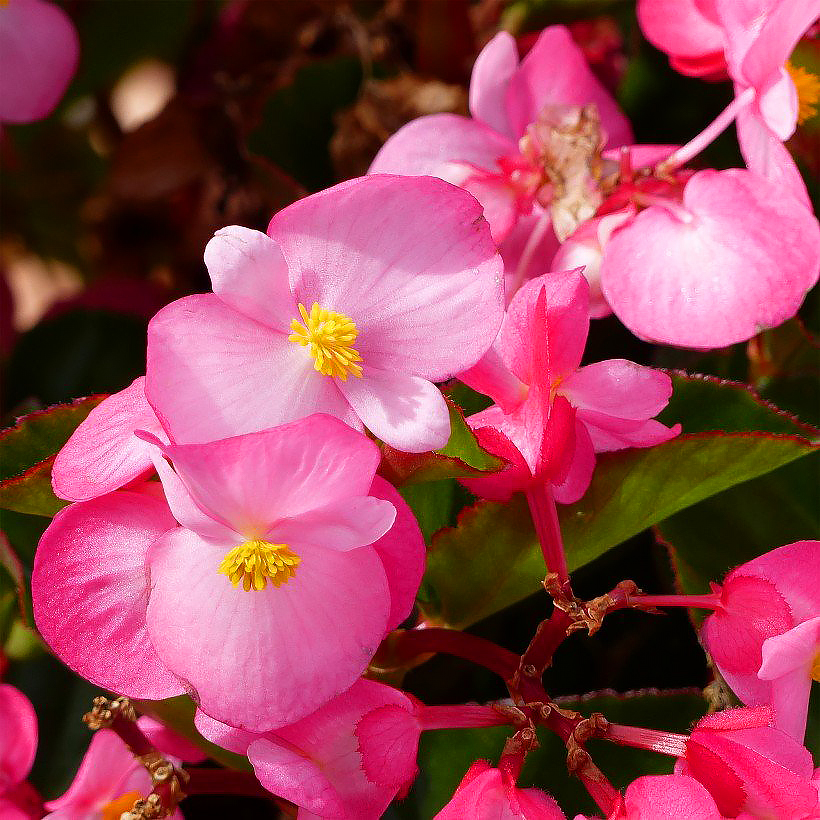 Graines de Bégonias