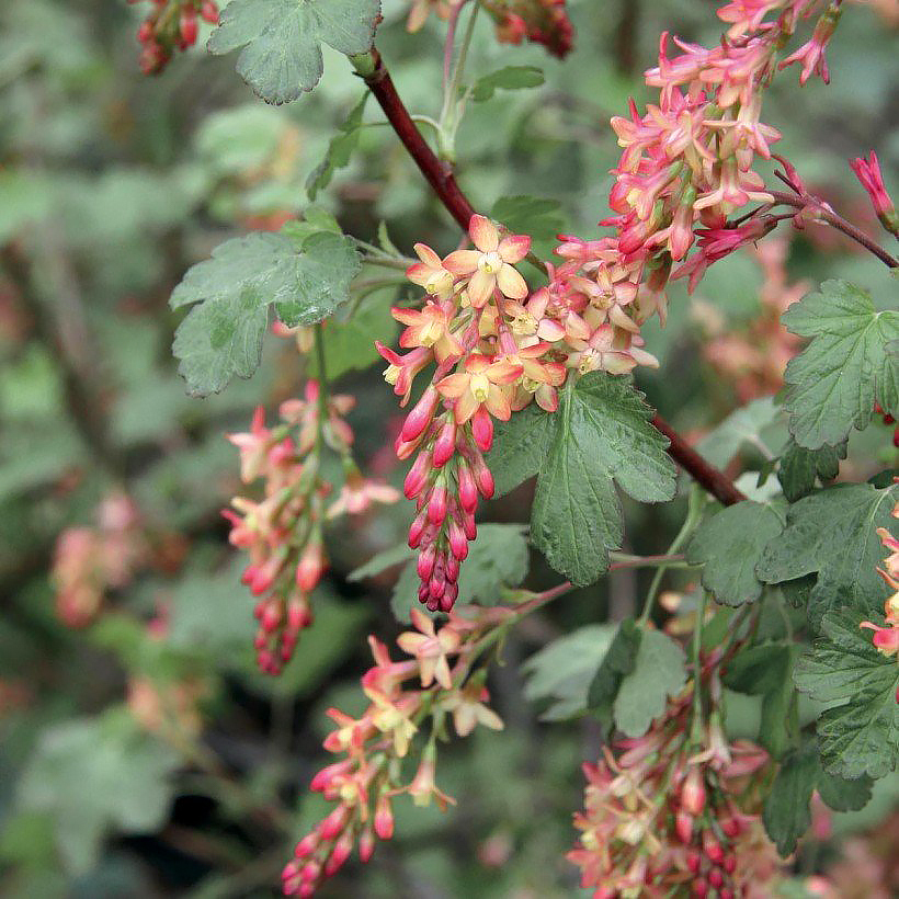 Koristeherukat - Ribes